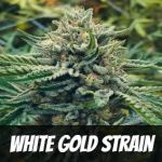 white-gold-strain