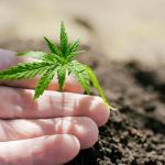 the-best-cannabis-strains-for-every-type-of-grower