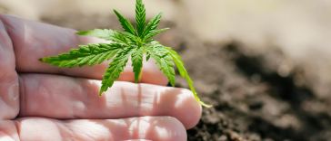 the-best-cannabis-strains-for-every-type-of-grower