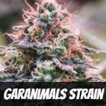 garanimals-strain