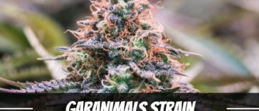 garanimals-strain
