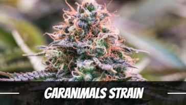 garanimals-strain