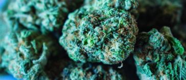 cannabis nugs delta 8