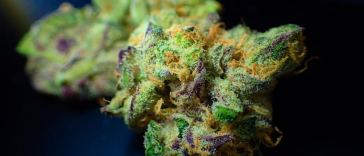 cannabis Moon Rocks