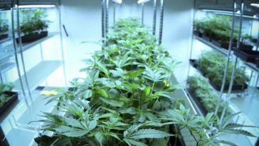 vertical garden space