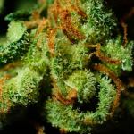 beginners guide thc