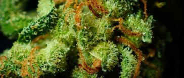 beginners guide thc