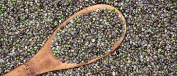 cannabis seeds