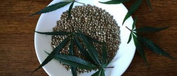 marijuana seeds