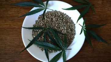 marijuana seeds