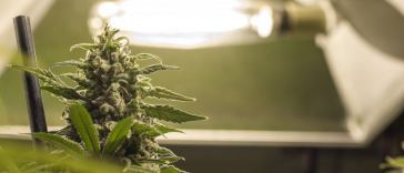 indoor cannabis grow