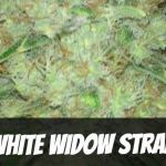 white-widow-strain