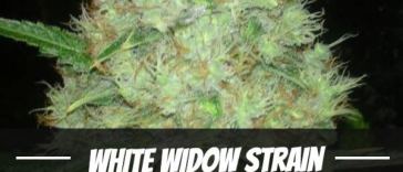 white-widow-strain
