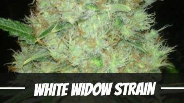white-widow-strain