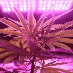 best growing lights for cannabis