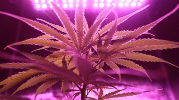 best growing lights for cannabis
