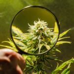 the-best-high-thc-strains-indoor-growers-need-this-year