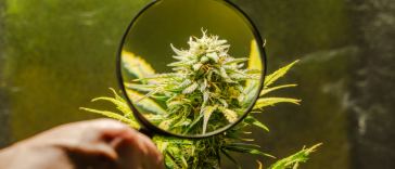 the-best-high-thc-strains-indoor-growers-need-this-year