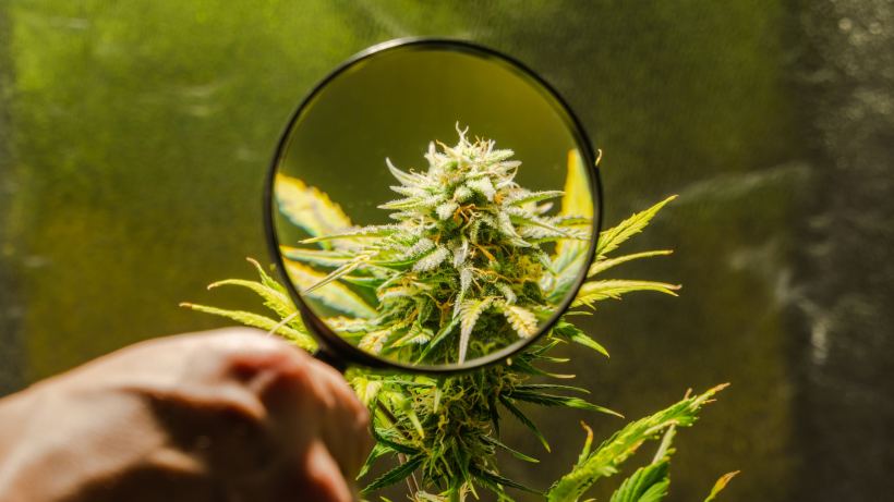 the-best-high-thc-strains-indoor-growers-need-this-year