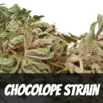 chocolope-strain