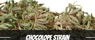 chocolope-strain