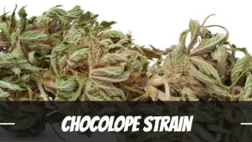 chocolope-strain