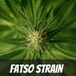 fatso-strain-review