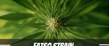 fatso-strain-review
