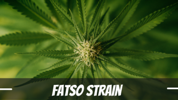fatso-strain-review