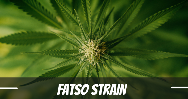 fatso-strain-review
