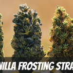 vanilla-frosting-strain-information-and-review