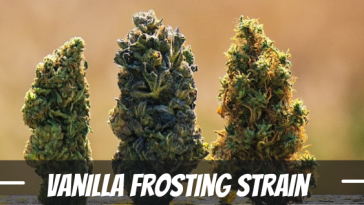 vanilla-frosting-strain-information-and-review
