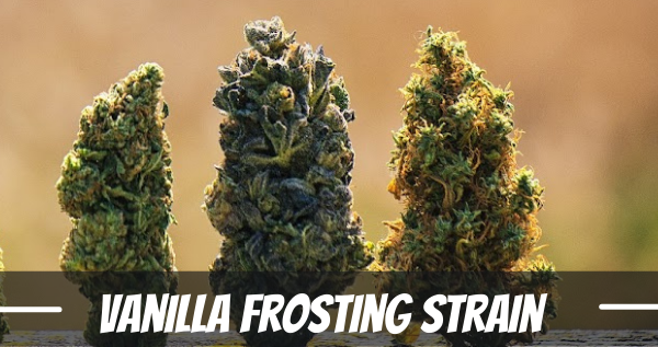 vanilla-frosting-strain-information-and-review