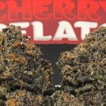 black cherry gelato strain review