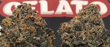 black cherry gelato strain review