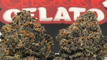 black cherry gelato strain review