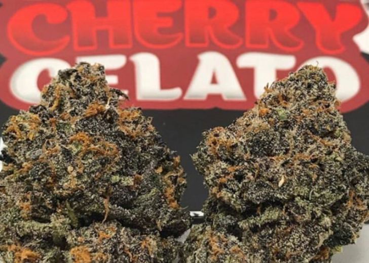 Black Cherry Gelato Strain Review A Ridiculously Comprehensive Guide