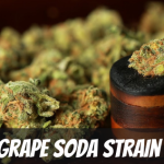 grape-soda-strain-information-and-review