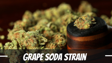 grape-soda-strain-information-and-review