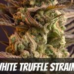 white-truffle-strain-information-and-review