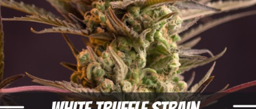 white-truffle-strain-information-and-review