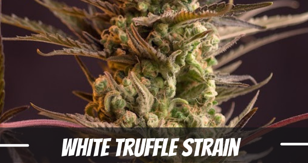 white-truffle-strain-information-and-review