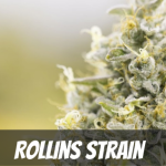 rollins-strain-information-and-review