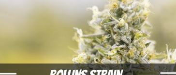 rollins-strain-information-and-review