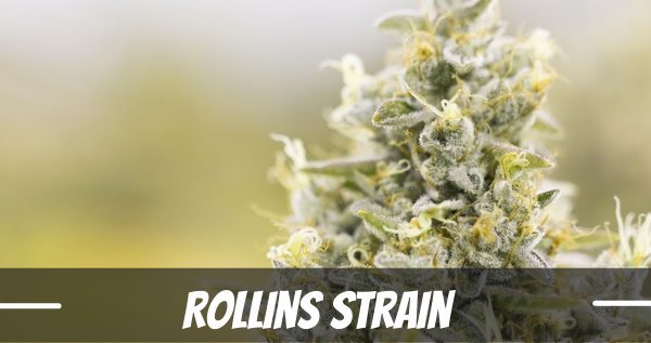 rollins-strain-information-and-review