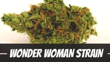 wonder-woman-strain