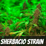 sherbacio-strain-review