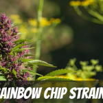 rainbow-chip-strain