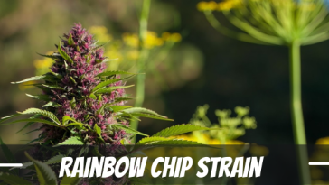 rainbow-chip-strain