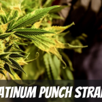platinum-punch-strain